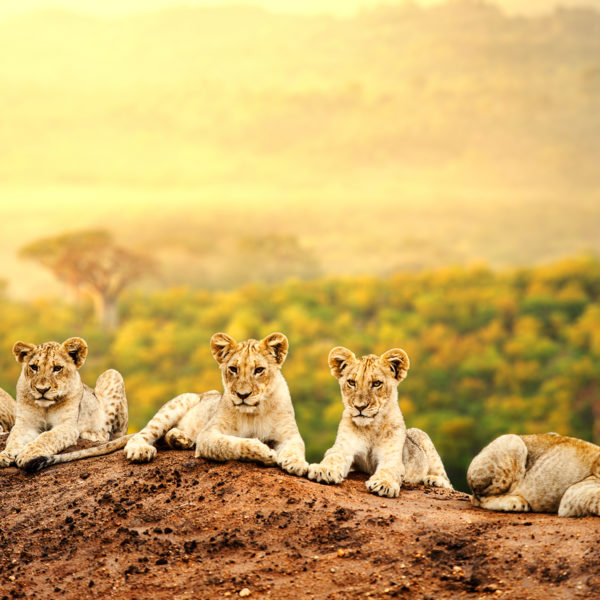 Safari en Africa